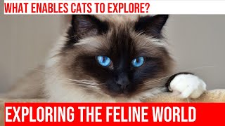 Uncovering the Secrets of Cat Paws: Exploring Feline Exploration