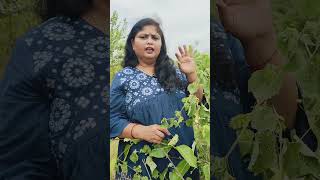 Powerful plant for nerve disorders and Psoriasis | How to make Atibala kashayam