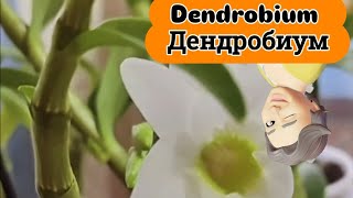 Dendrobium 🌸 Дендробиум 🌸 ОРХИДЕЯ отличающаяся от Фаленопсис