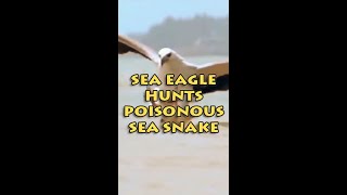 SEA EAGLE HUNTS SEA SNAKE