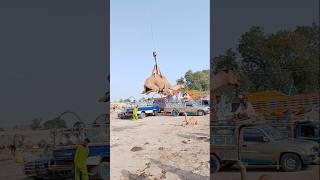 Camel Loading on Truck #ytshorts #camel #camelloading #cameltransport #cameltruck #shorts