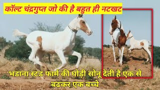 Colt Chandragupt On Fire | भडाना स्टड फार्म पर है सुंदर बच्चा चंद्रगुप्त | Marwadi Stallion