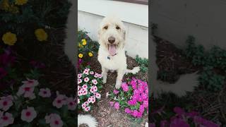 He’s a delight #dog #labradoodle #pets  #shorts