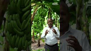 पीटिंग Problem Solution in Banana Farming @Bananasmartfarming Dr.KB Patil