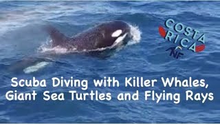 Orca Killer Whales, Giant Sea Turtle, Flying Rays all now in Costa Rica Scuba Diving Mis Aventuras