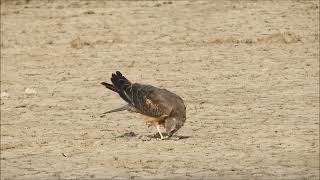 marsh harrier