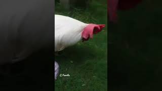 Rooster is having Fun | White Cock | White Chicken | #Shorts