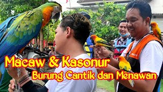 KEGAGAHAN BURUNG MACAW & KECANTIKAN BURUNG KASONUR TERBANG MENCARI MAJIKANNYA HADIR DI KARIMUNJAWA