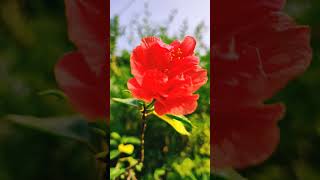 Hibiscus❤️#viral#viralvideo#viralshorts#trending#trendingshorts#shorts#india#indian#garden#gardening