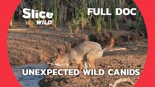 Exploring Unique Canids from Around the World | SLICE WILD | FULL DOC