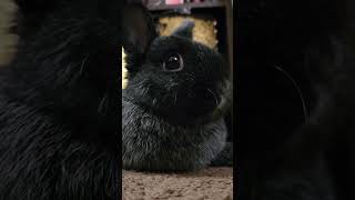 Cute Rabbit Boops Camera Then Stares #rabbit #bunny #netherlanddwarf