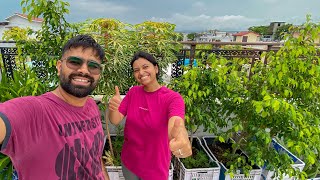 Ficus Plant have grown so beautifully at our Terrace Garden #vlog138