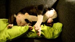 SLEEP LIKE A TRUE BULLTERRIER