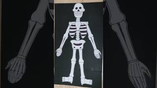 Human skeleton model