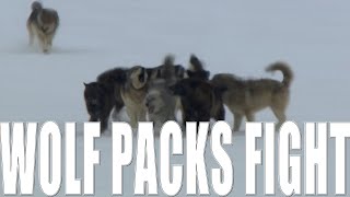 【Camojojo】Why pack with old wolves can win young wolf pack?