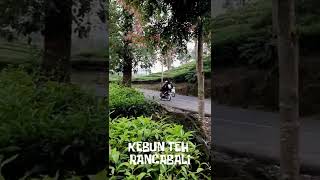 KEBUN TEH RANCABALI1