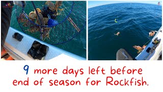 9 more days left before the end of Season for Rockfish.