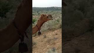 Camel in desret thar