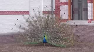 BEAUTIFUL PEACOCK  #viral #viralvideo #trending #shorts #amazing