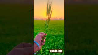 my first vlog || sunrise vlog || farming status #shorts #viral #trending #reels #farm #Youtube #view