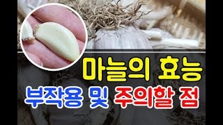 마늘의 효능과 부작용까지 한 번에 !potency Garlic