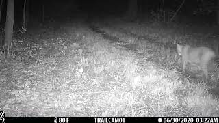 bobcat walking away