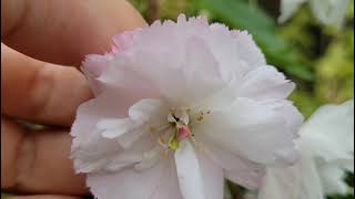 Prunus serrulata Shimidsu Сакура квітування в ЕКО-КРАЇНА цветёт японская вишня купить сакуру