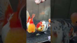 GOLD FISH| yow.tiktok