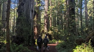 CALIFORNIA REDWOODS