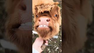 Mini Highland Cows | The Priciest Pets?