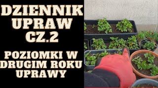 Dziennik upraw cz.2 pielęgnacja i nawożenie poziomek, zapowiedź uprawy tytoniu ozdobnego