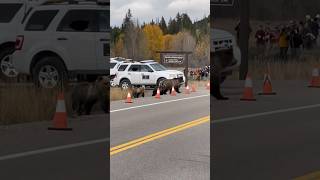 Bear and cubs cross the road #grizzlybear