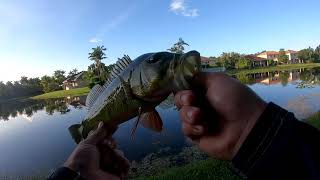 PEACOCK BASS catching my BUCKET LIST FISH! SOUTH FLORIDA FISHING