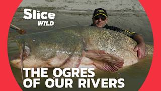 Catfish, the Largest Specimens found in European rivers | SLICE WILD