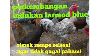 Perkembangan idukan larmod blue di kandang jalur peternak