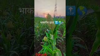 शेती || भाकरीच झाड #shorts #reels #viral #shetkari #marathi status #farm #trending #agricultural