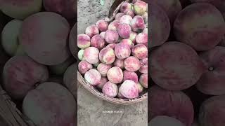 Nice Peaches #fruit #satisfying #pomegranate #fruitcutting #nature #garba #live #shortsfeed