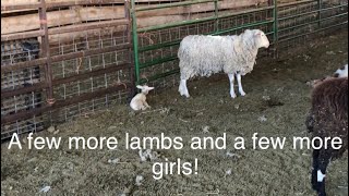 Lambing diaries: Girls, girls girls ... vlog 533