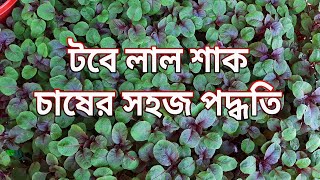 লাল শাক চাষ করার সহজ পদ্ধতি || How to Grow Red Spinach From Seeds || Growing Red Amaranth