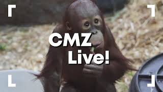 CMZ Live