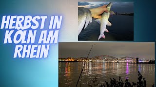 Bringt der Herbst am Rhein Fisch? Angeln am Streckenabschnitt Köln