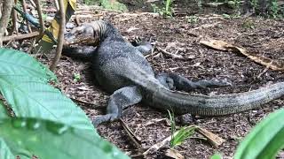 📍Monitor Lizards at Botanic Gardens, Singapore