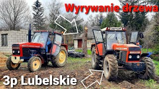 Wyrywanie drzewa 2021 !!! Ursus 902 ☆Zetor 16145 TURBO☆ Dźwięk Maszyn☆