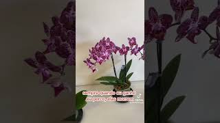 3 dicas para voce cuida das suas orquídea