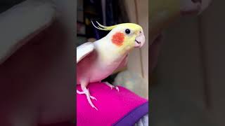 Funny Cockatiel Videos