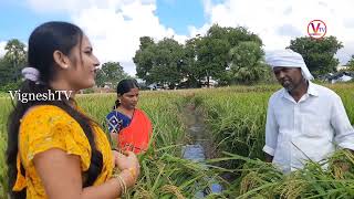 MAHARAJA PADDY ఒక ఎకరంలో 36 క్వింటాల దిగుబడి| వరిలోఅధికదిగుబడి| ACRE PADDY RICE=75 BAGS| @Vigneshtv