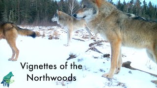 Vignettes of the Northwoods