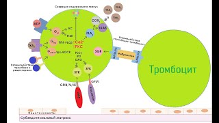 Тромбоцитарный гемостаз. Часть 1.