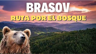 Encontramos la CUEVA del OSO en TRANSILVANIA [11º Día Roadtrip Rumania]