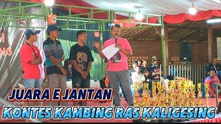 KONTES KAMBING KALIGESING‼️JUARA JANTAN KLAS E// ELEGANSI DAN TRADISI#kambingkontes#kambingetawa